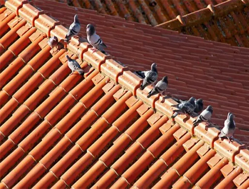 Dedetização de Pombos na Zona Sul